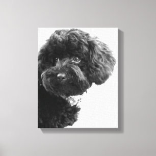 Toile Ce qui ? /Caniche de jouet noir dans la