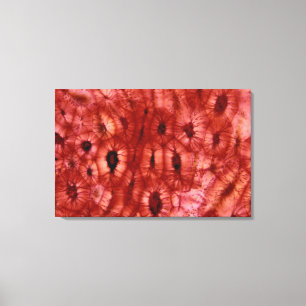 Toile Cellules de Sclerenchyma d'un puits de cerise