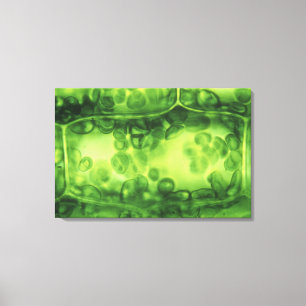 Toile Cellules d'usine d'Elodea