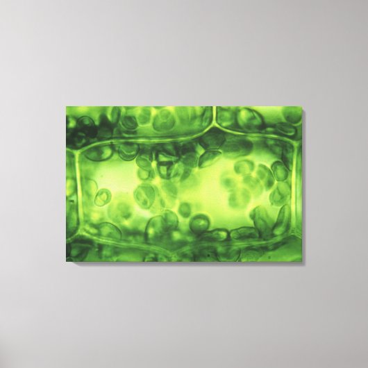 Toile Cellules Plantes Elodea (Recto)