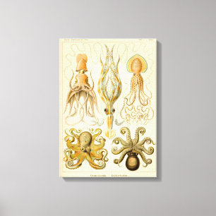 Toile Cephalopod poulpe calmar Nature marine