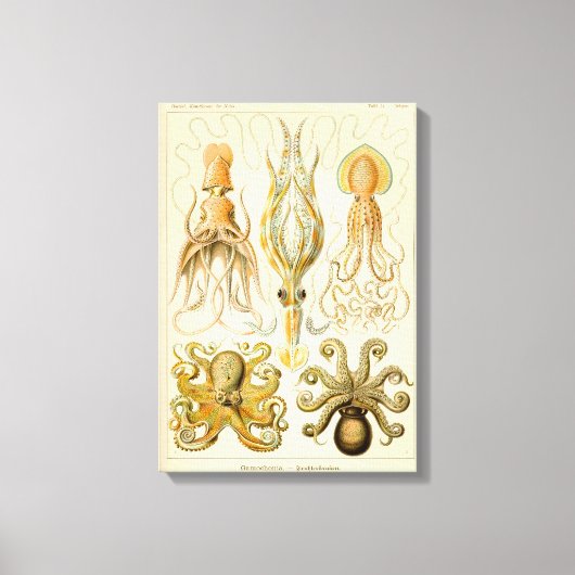 Toile Cephalopod poulpe calmar Nature marine (Recto)