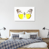 Toile Cepora aspasia (Insitu(Chambre))