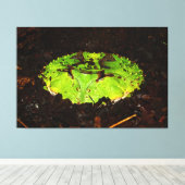 Toile Ceratophrys Cornuta (Insitu (Plancher de Bois))