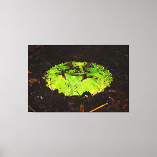 Toile Ceratophrys Cornuta