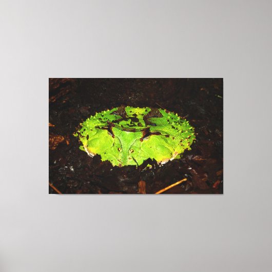 Toile Ceratophrys Cornuta (Recto)