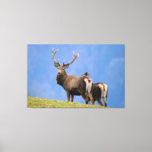 Cerf