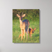 Toile Cerf à queue blanche | Habitat Grassy (Recto)