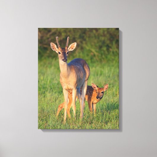 Toile Cerf à queue blanche | Habitat Grassy (Recto)