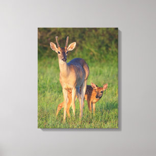 Toile Cerf à queue blanche Habitat herbeux