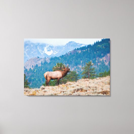 Toile Cerf (Cervus Elephus) mâle bramant (Recto)