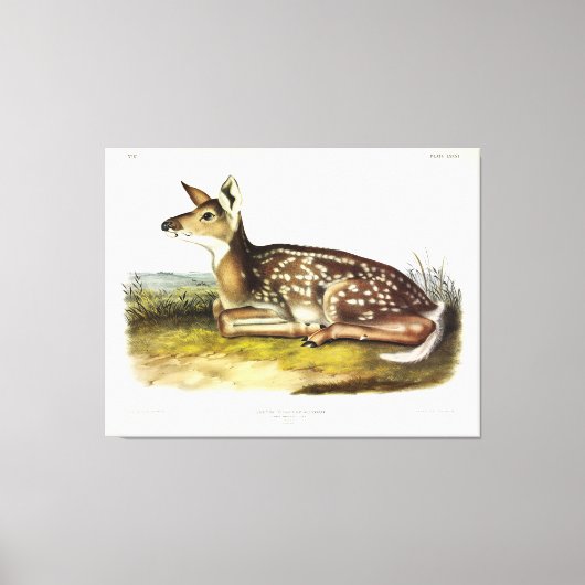 Toile Cerf d'Amérique (à queue blanche), fawn, Audubon (Recto)