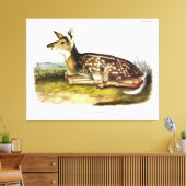 Toile Cerf d'Amérique (à queue blanche), fawn, Audubon (Insitu(Salon))