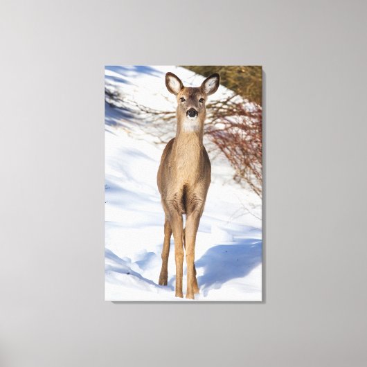Toile Cerf De Virginie Qui Vous Regarde (Gros Plan) (Recto)