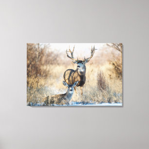 Toile Cerf mulet mâle et femelle