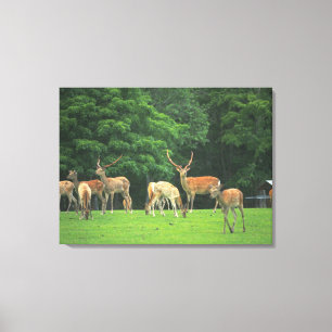 Toile Cerfs communs de Sika se tenant dans une clairièr