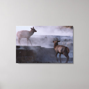 Toile Cerfs communs sur la formation de roche