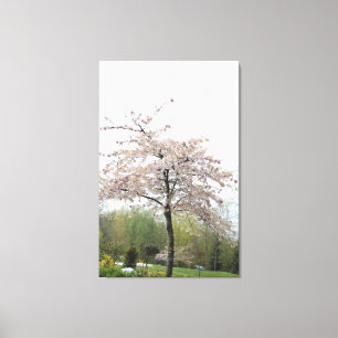 Toile cerisier printanier fleuri dans la pluie
