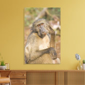 Toile Chacma Baboon (Papio ursinus) gratte son (Insitu(Salon))