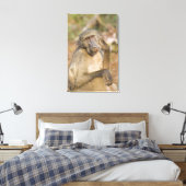 Toile Chacma Baboon (Papio ursinus) gratte son (Insitu(Chambre))