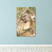 Toile Chacma Baboon (Papio ursinus) gratte son (Insitu (Plancher de Bois))