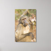 Chacma Baboon (Papio ursinus) gratte son