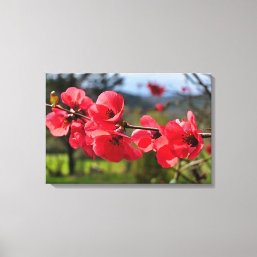 Toile Chaenomeles speciosa (Recto)