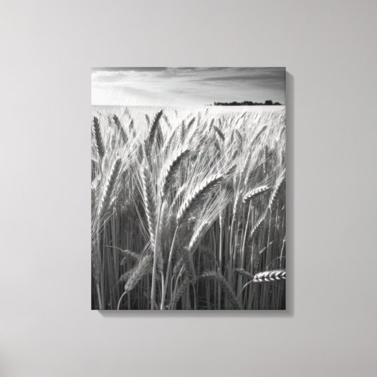 Toile Champ de blé : Charme rural monochrome (Recto)