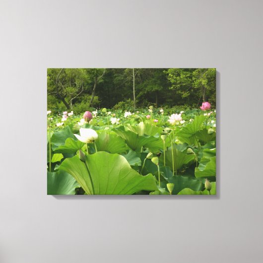 Toile Champ de fleurs de Lotus Jardin d'été (Recto)