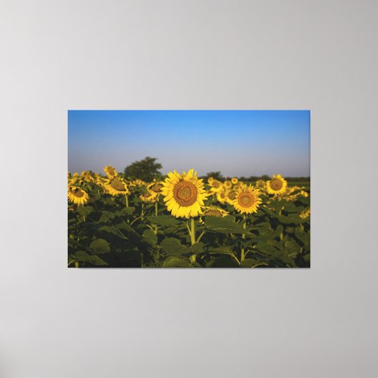 Toile Champ de tournesols (Recto)