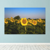Toile Champ de tournesols (Insitu (Plancher de Bois))