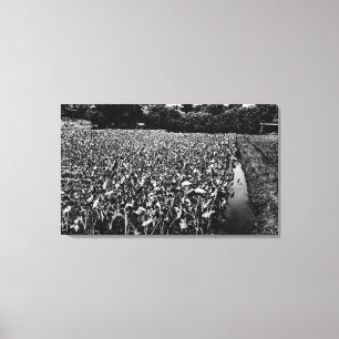 Toile Champ hawaïen PhotographHawaii d'IslandsTaro