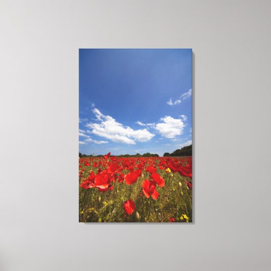Toile Champ plein de fleurs rouges (Recto)