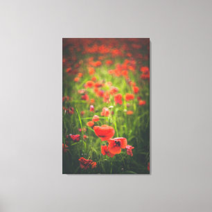 Toile Champ Poppies