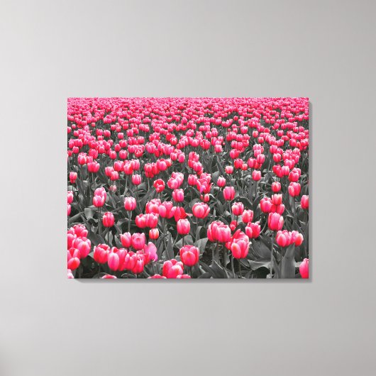 Toile Champ Tulipes roses (Recto)