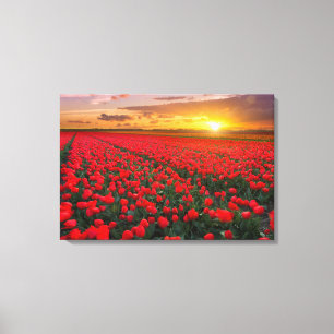Toile Champs de tulipe au coucher du soleil dans