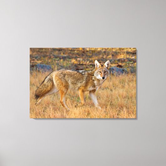 Toile Chasse au coyote (Canis Latrans) (Recto)