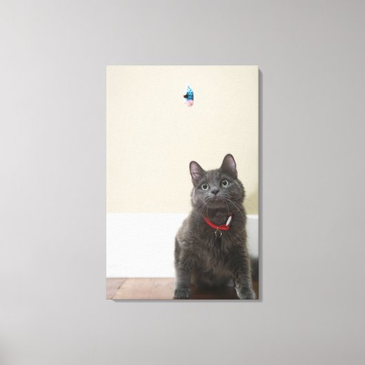 Toile Chat avec jouet (Recto)