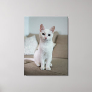 Toile chat blanc