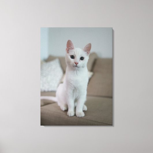Toile chat blanc (Recto)