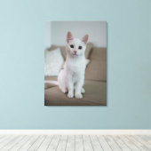 Toile chat blanc (Insitu (Plancher de Bois))