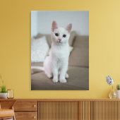 Toile chat blanc (Insitu(Salon))