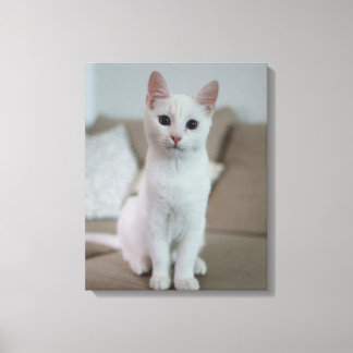 Toile chat blanc