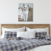 Toile chat blanc (Insitu(Chambre))