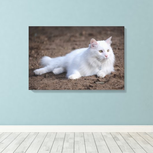 Toile Chat d'angora turc blanc sur arrière - plan brun (Insitu (Plancher de Bois))