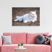 Toile Chat d'angora turc blanc sur arrière - plan brun (Insitu(Salon))