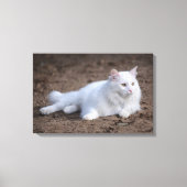 Toile Chat d'angora turc blanc sur arrière - plan brun (Recto)