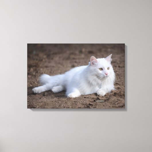 Toile Chat d'angora turc blanc sur arrière - plan brun (Recto)