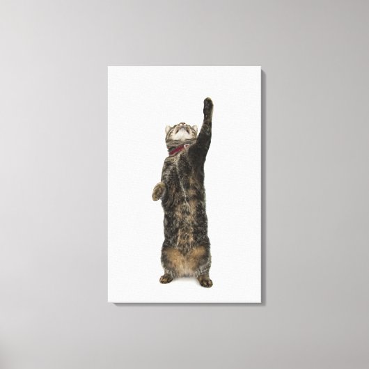 Toile Chat de table domestique debout sur deux jambes at (Recto)