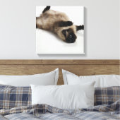 Toile Chat himalayen allongé sur son dos (Insitu(Chambre))